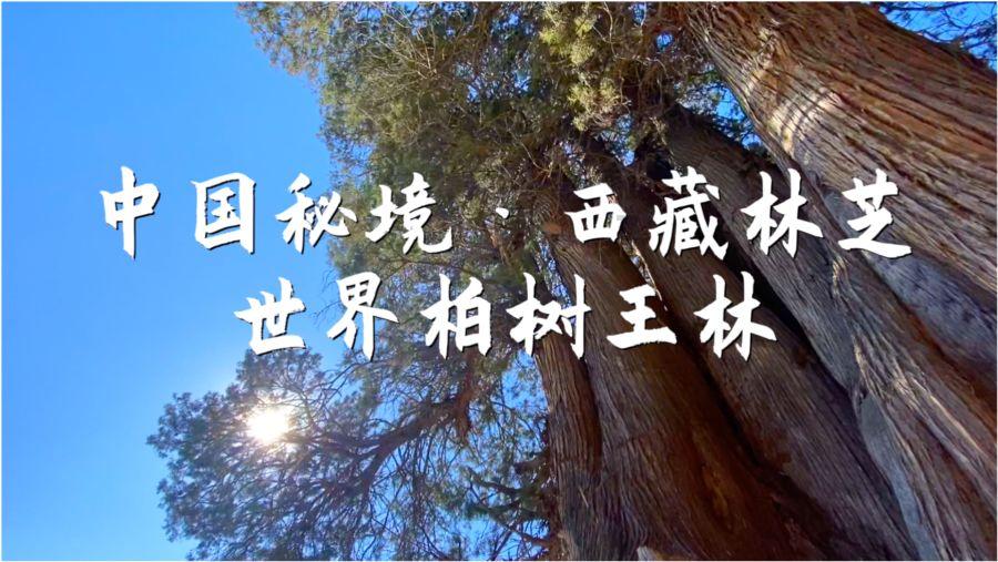曲靖市第六届人民代表大会第三次会议关于曲靖市中级人民法院工作报告的决议